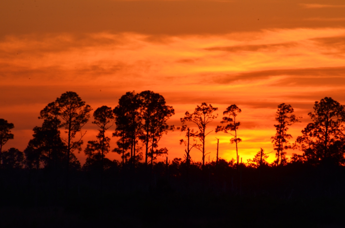 Hopkin’s Prairie in the Ocala National Forest