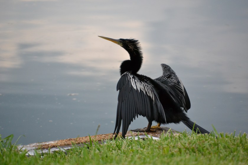 They stand like that all the time