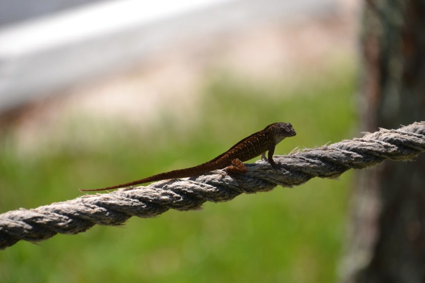 These guys are EVERYWHERE