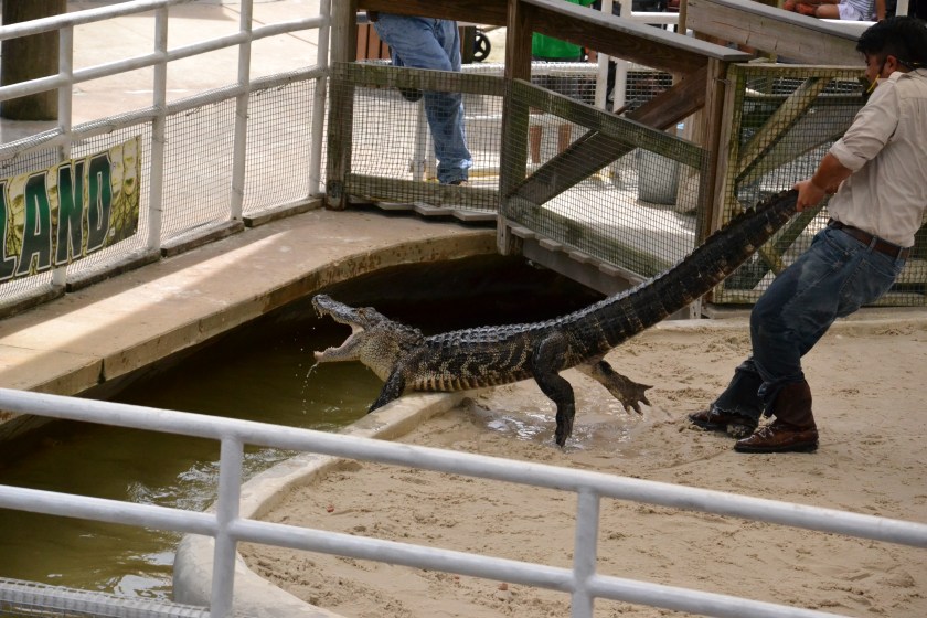 This guy was no shit certifiable. And this was his second go at the gator - he got away the first time. Just crazy.