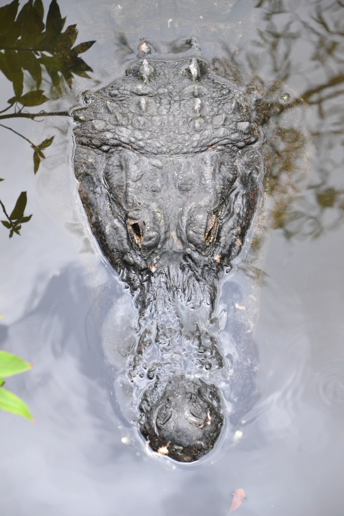 He was not the biggest gator we saw, but he was huge and right underneath us.