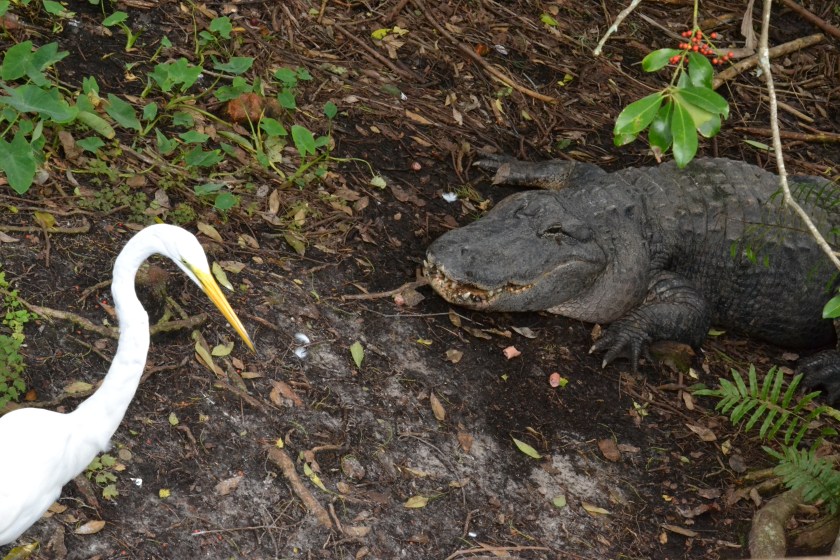 Tried to make this confrontational-looking, but it wasn't. The bird was in zero danger.