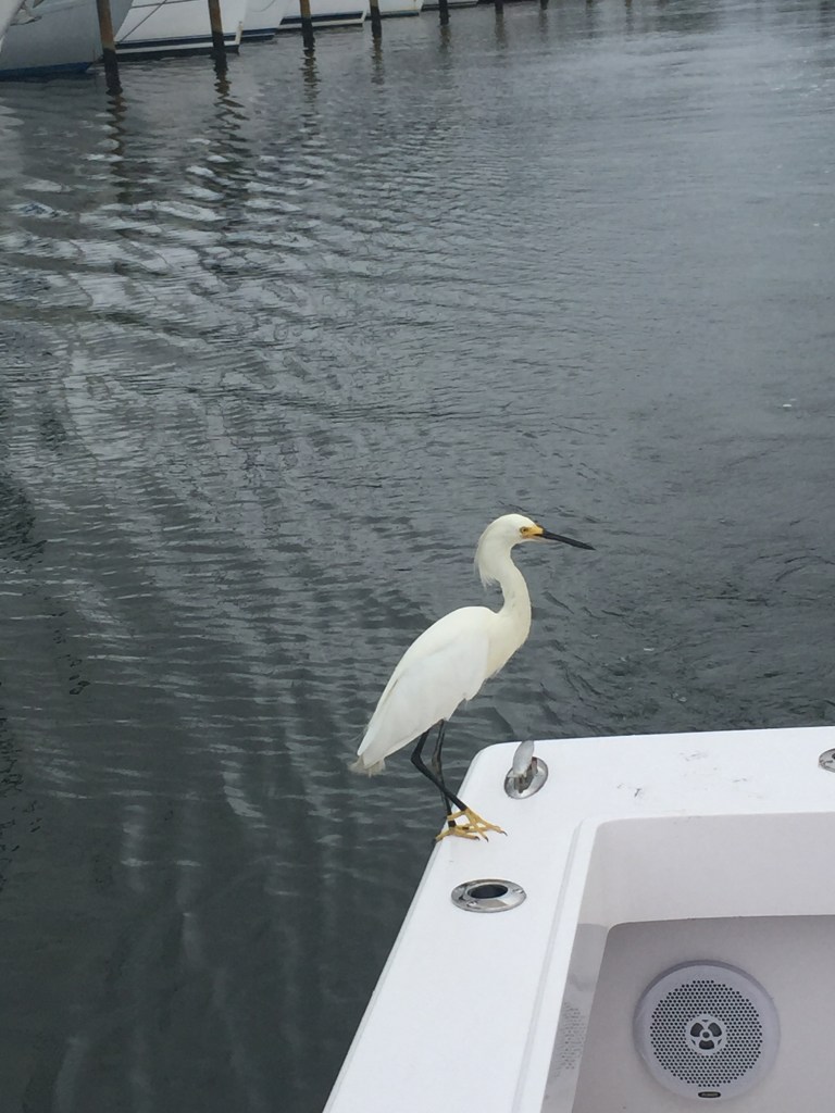 Snowy Egret