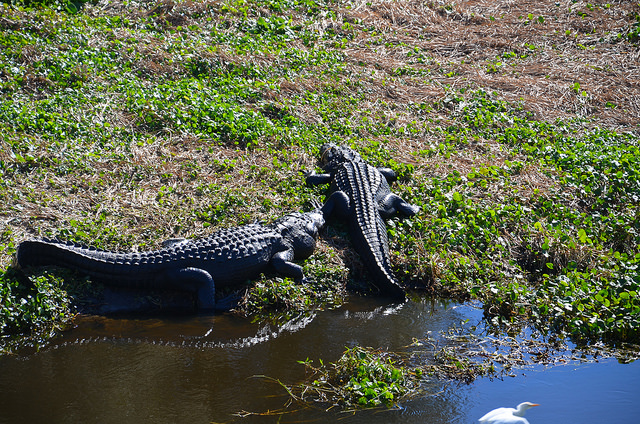 32054601103_be89d63e9b_z