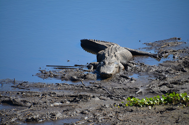 Paynes Prairie Preserve State&nbsp;Park