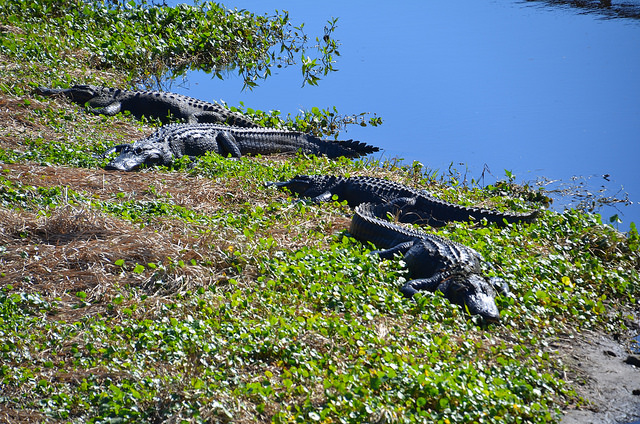 32715711042_9ce24aba6c_z